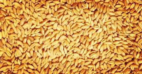 تصویر از گندم معمولی فله