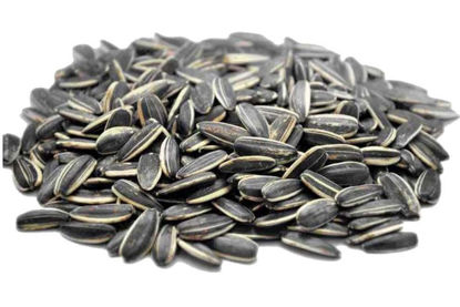 تصویر از تخمه چینی فله